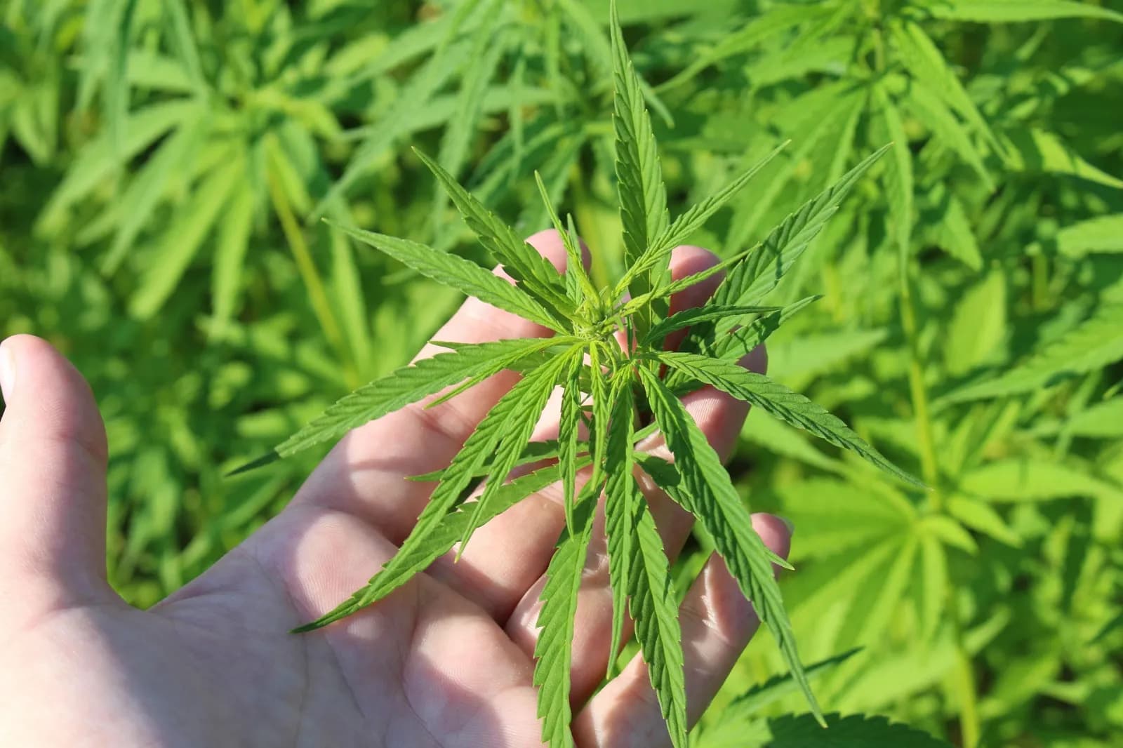Anvisa discute nesta quarta regras para a produção de cannabis no país